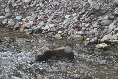 black bird on the rock in the river, photo as a background, digital image