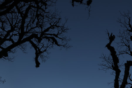 Silhouette of tree branches against the blue sky at night.の写真素材