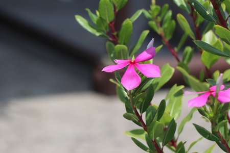 Pink flower in the garden, Thailand. (Scientific name Catharanthus roseus)の写真素材