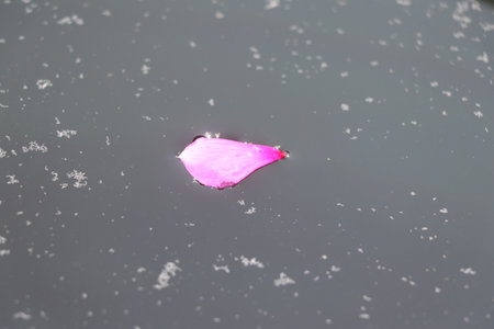 pink lotus petal floating on the surface of the waterの写真素材