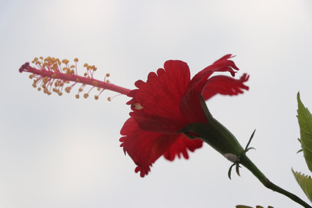 Red Hibiscus flower blooming in the garden, Thailand.の写真素材