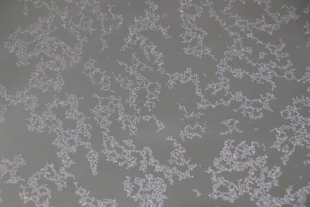 abstract background with snowflakes on a gray wall in winter