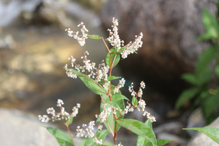 Flowering plant on the background of a mountain stream, close-upの写真素材