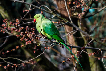 Green rose ringed parakeet in a tree during Spring in Amsterdam, The Netherlands, Europeの写真素材