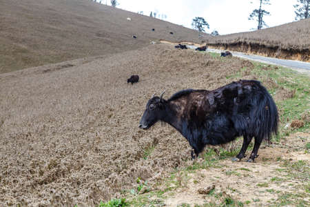 Black Yak in the field in Phokjikha Valley, central Bhutan, Asia
