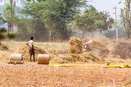Hay harvesting on the fields in Karnataka, India, Asiaの写真素材