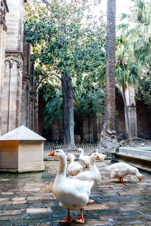 White geese in the cloister of the cathedral in Barcelona, Catalonia, Spain, Europeの写真素材