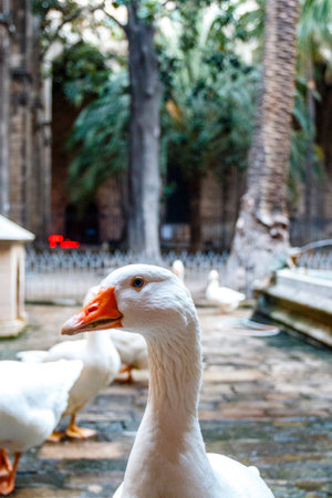 White geese in the cloister of the cathedral in Barcelona, Catalonia, Spain, Europeの写真素材