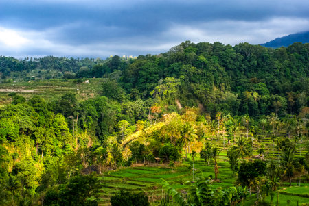 View at rice paddies and hills in Senaru, Lombok, Indonesia, Asiaの写真素材
