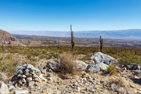 Cardon-Cactus cacti near Amaicha del Valle, Tucuman, Argentina, South Americaの写真素材