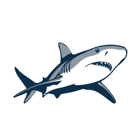 Shark isolated on white background. Vector illustration for your design.のイラスト素材