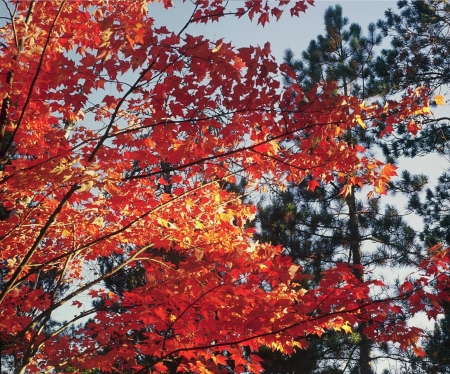 Sweep of Maple - Ely, Minnesota