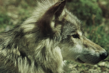 Timber Wolf Profile - International Wolf Center,MNの写真素材
