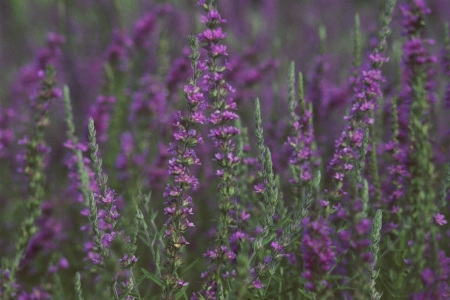 Purple Loosestrife Excerptの写真素材