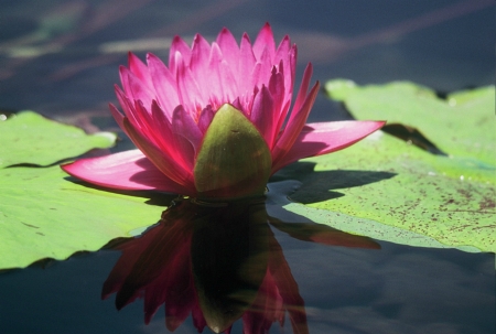 Pink Water Lily - Minnesotaの写真素材