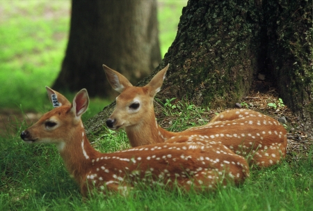 Spotted Whitetail Deer Fawns - Wisconsinの写真素材