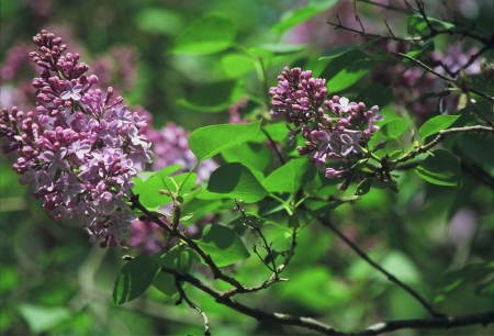 Morning Lilac Expressionの写真素材