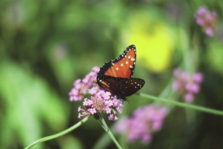 Butterfly Sitting On Blossom