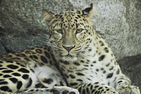 Snow Leopard Portrait - The Minnesota Zooの写真素材