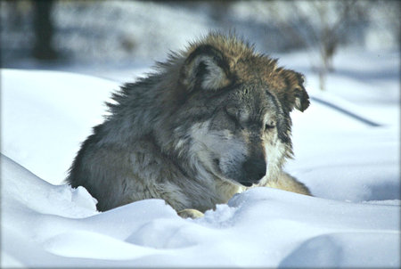 Winter Napping Mexican Wolf - Minnesota Zoo 