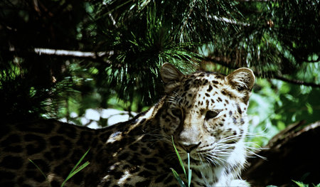 Amur Leopard Conformationの写真素材