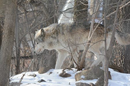 Winter Wandering Timber Wolf