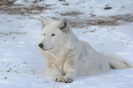White arctic wolf relaxing atop snow covered ground.