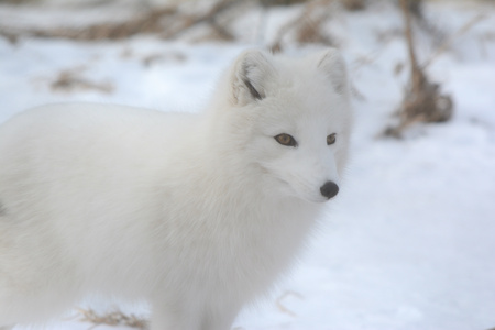Engaging Winter Vista Of An Attentive Arctic Fox Standing On Snow.