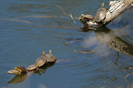 Spring scene of several painted turtles sunning on logs in a pond.の写真素材