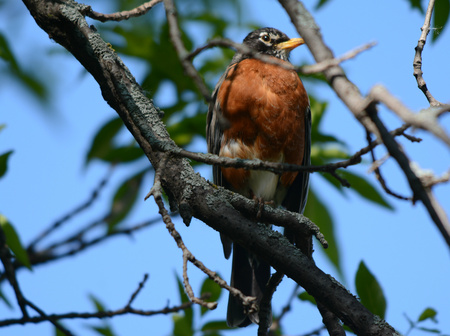 Secluded view of robin perched on a large tree branch.