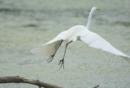 Great egret lifting off a branch over open water.の写真素材