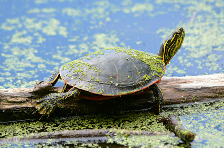 Painted turtle resting on a log in a weedy pond.の写真素材