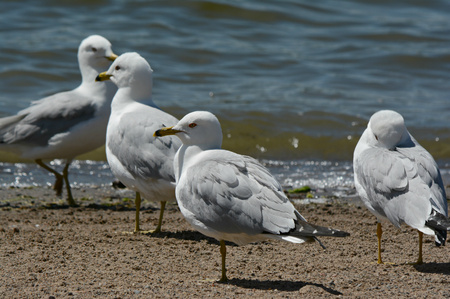 Several ring-billed seagulls on a sandy lakeshore.の写真素材