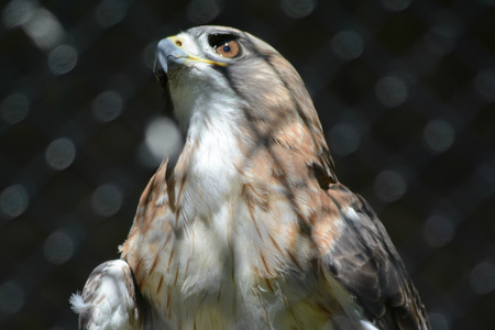 Arresting portrait of a captive redtail hawk.の写真素材