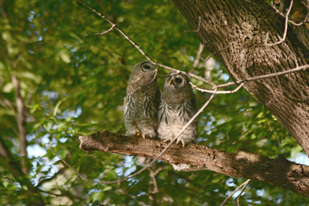 Quaint capture of two barred owlets sitting on a limb.の写真素材