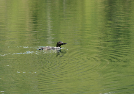 Solitary common loon swimming in a clear placid lake.の写真素材