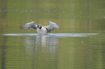 Animated loon raising up from the surface of a lake.の写真素材