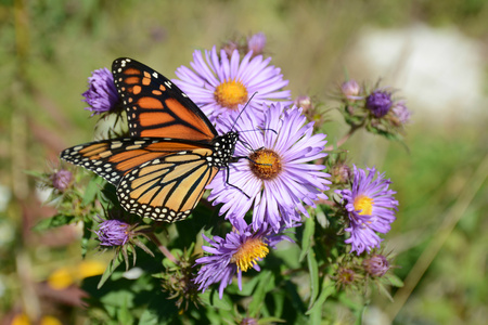Monarch buttefly visiting purple wildflower blossoms.の写真素材