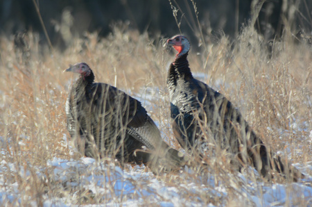 Pair of wild turkeys foraging in a snow dappled field.の写真素材