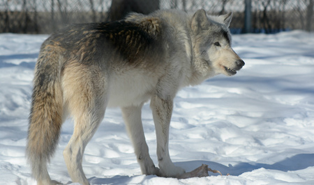 Gray Timber Wolf Standing In A Winter Environment