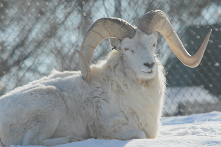 Dall Sheep Ram Positioned On Snow Covered Groundの写真素材