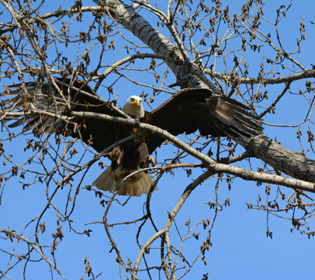 Bald eagle hovering momentarily over tree top.