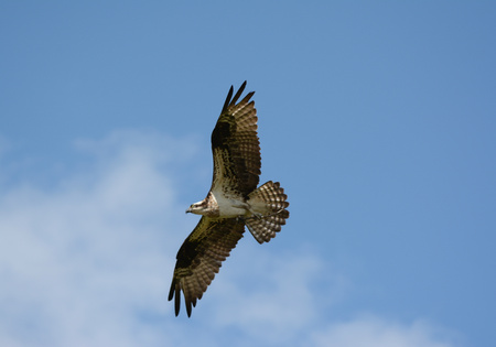 Osprey flying high across a bright sunny sky.