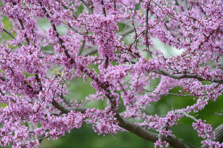 Spring garden blossoming redbud tree.