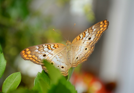 Varieagated Fritillary butterfly upon green leaves.の写真素材