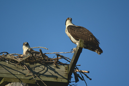 Alert young ospreys perching on a platform nest site.の写真素材