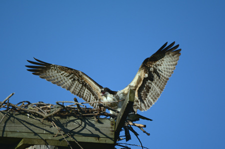 Adult osprey landing on a wooden nesting platform.の写真素材