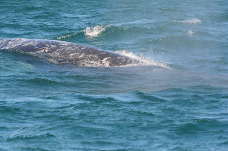 A gray whale surfacing in Depoe Bay, Oregon coast.の写真素材