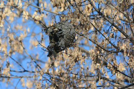 Autumn view of bald-faced hornet nest in maple tree.の写真素材