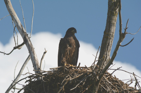 Fledgling bald eagle sitting atop a large tree top nest.の写真素材